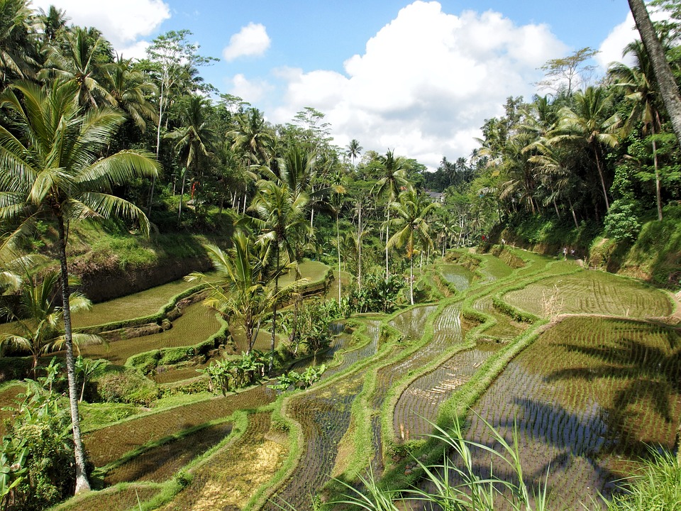 Ubud.jpg